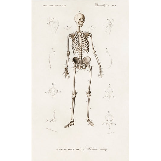 Human Skeleton Illustration - Giclee Art Print Poster