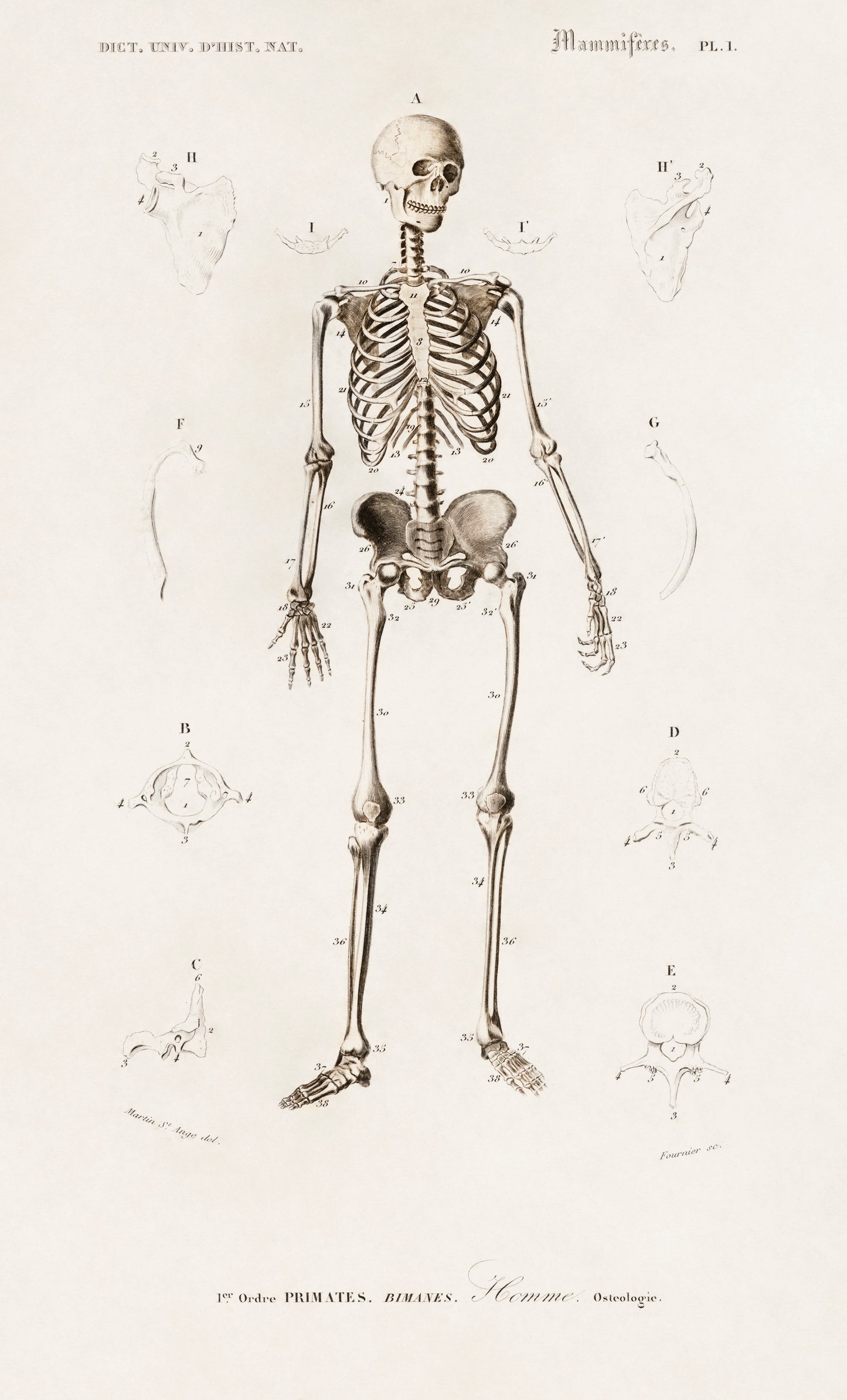 Human Skeleton Illustration - Giclee Art Print Poster