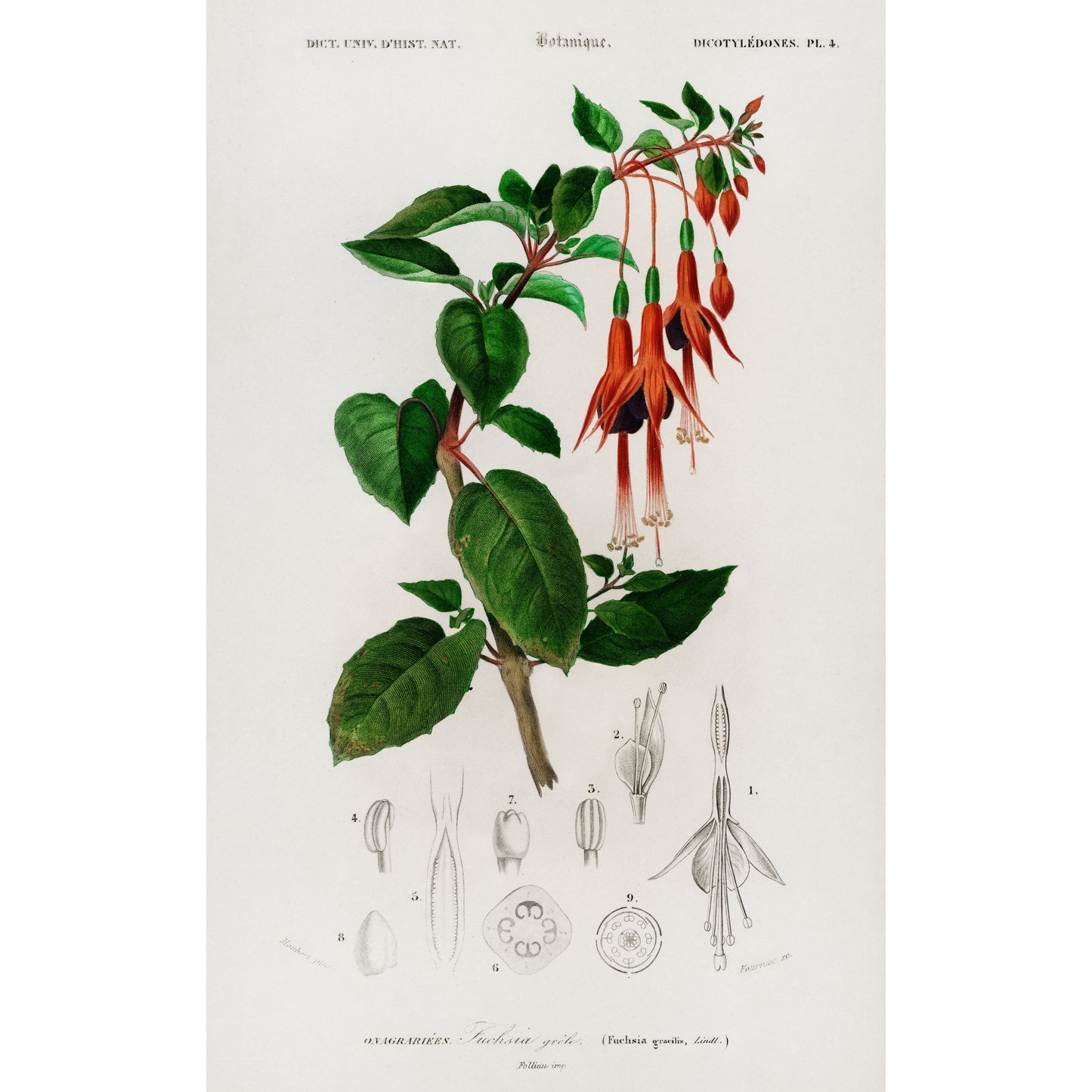 Hummingbird Fuchsia (Fuchsia Gracilis) Illustration - Giclee Art Print Poster