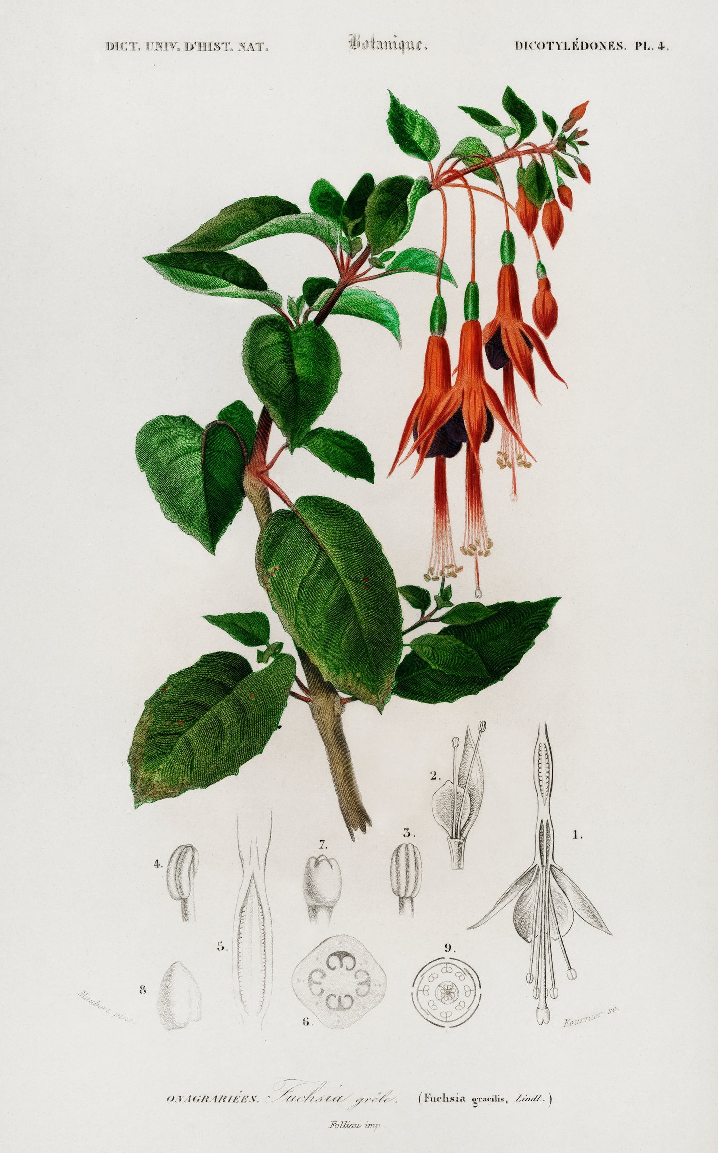 Hummingbird Fuchsia (Fuchsia Gracilis) Illustration - Giclee Art Print Poster