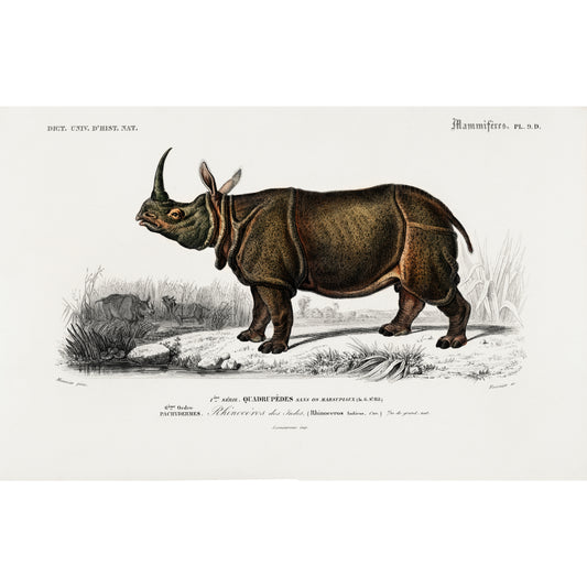 Indian Rhinoceros (Rhinoceros Unicornis) Illustration - Giclee Art Print Poster