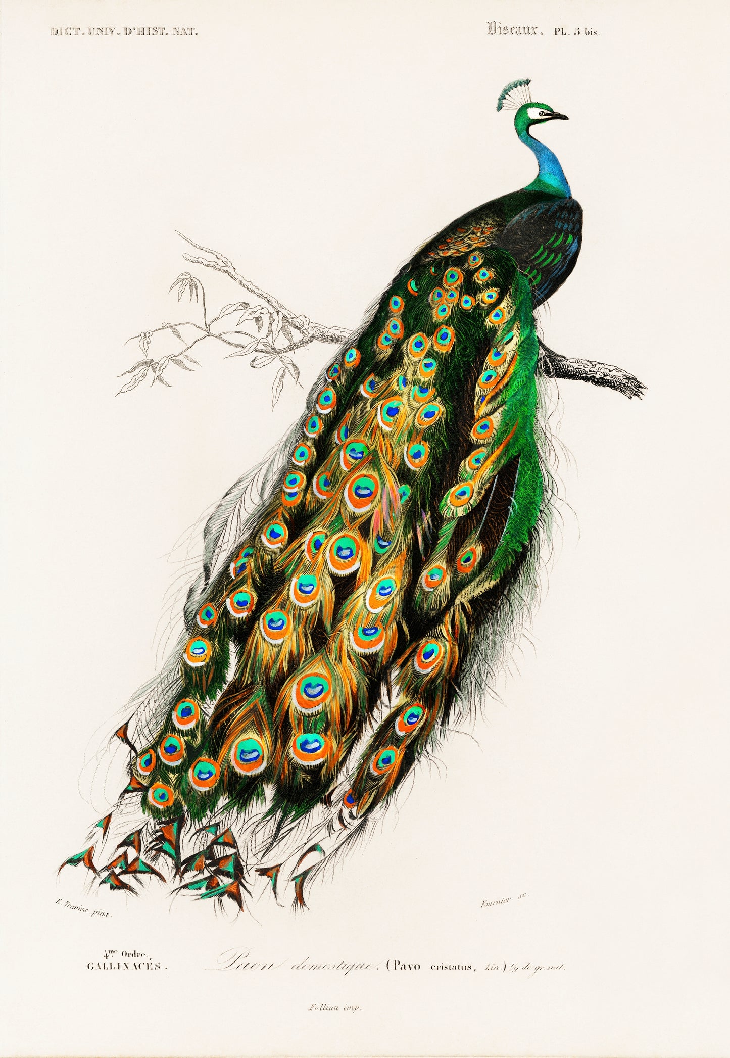 Indian Peafowl (Pavo Cristatus) Illustration - Giclee Art Print Poster