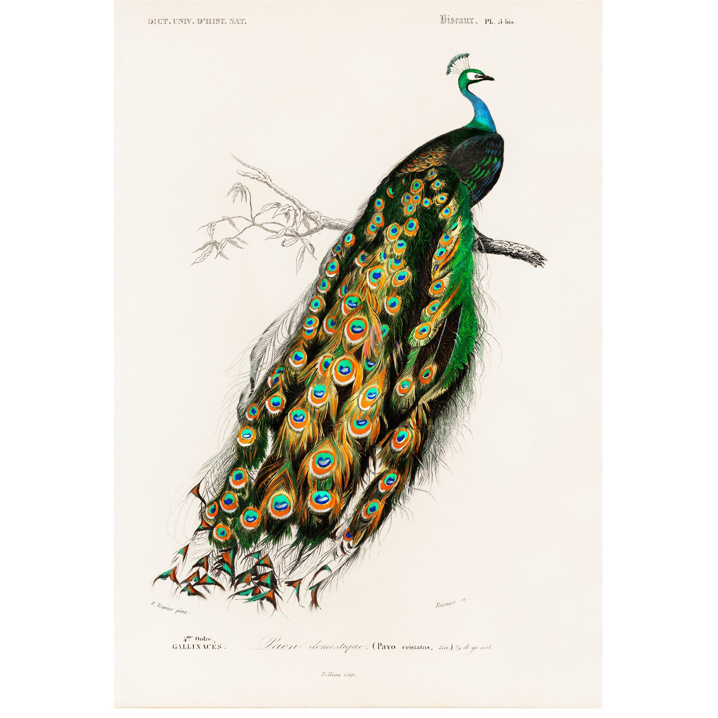 Indian Peafowl (Pavo Cristatus) Illustration - Giclee Art Print Poster