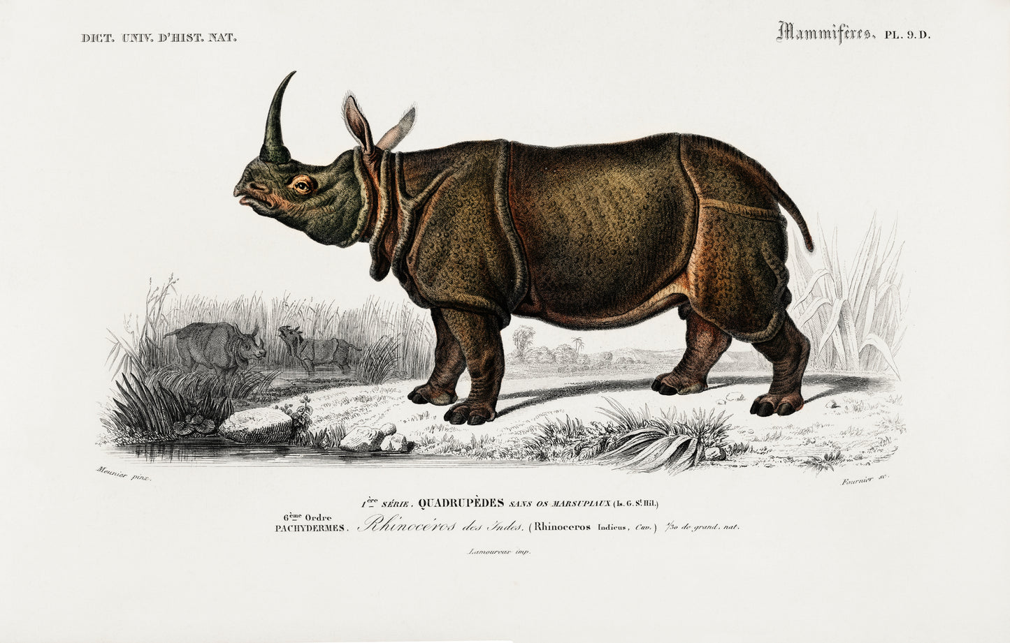 Indian Rhinoceros (Rhinoceros Unicornis) Illustration - Giclee Art Print Poster