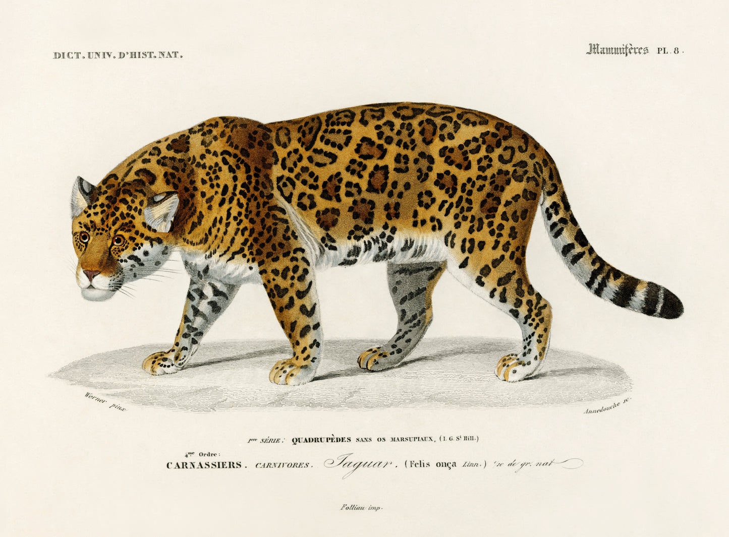 Jaguar (Panthera Onca) Illustration - Giclee Art Print Poster