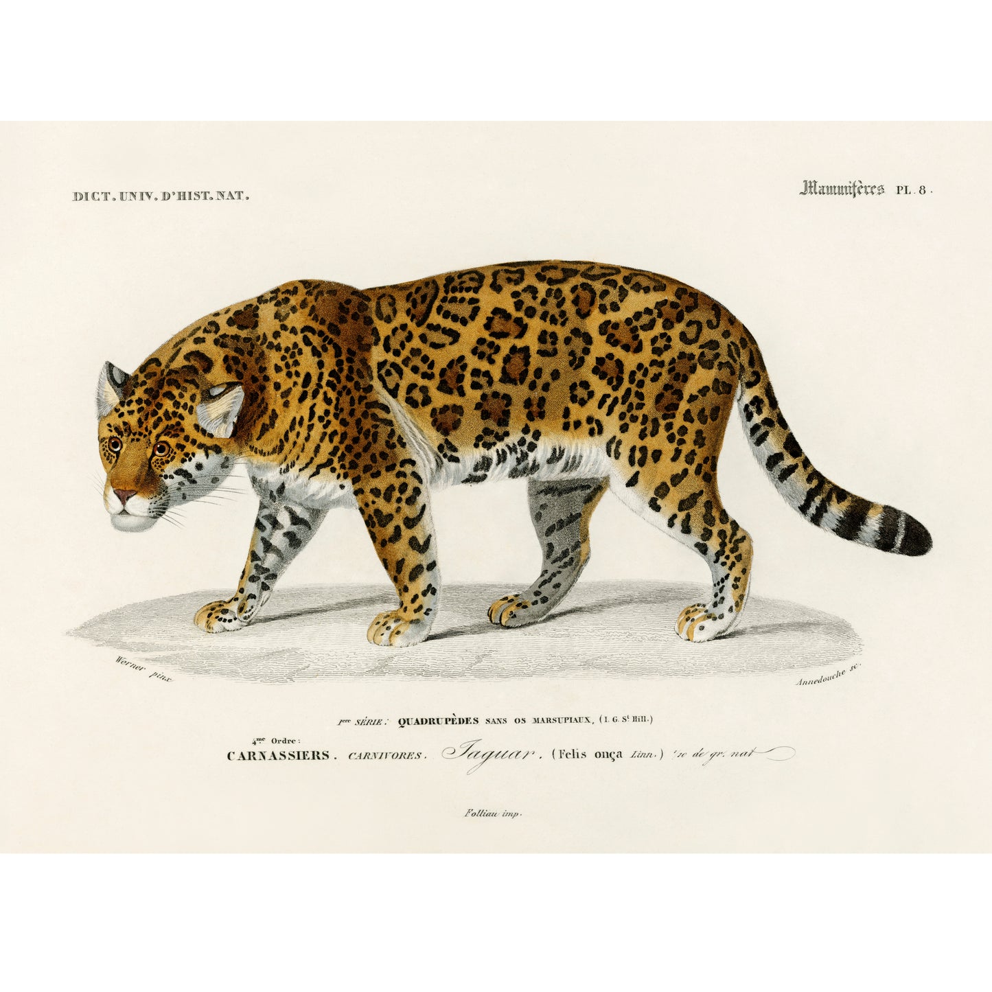 Jaguar (Panthera Onca) Illustration - Giclee Art Print Poster