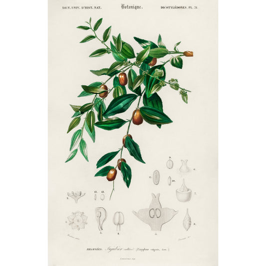 Jujube Red Date (Ziziphus Vulgaris) Illustration - Giclee Art Print Poster