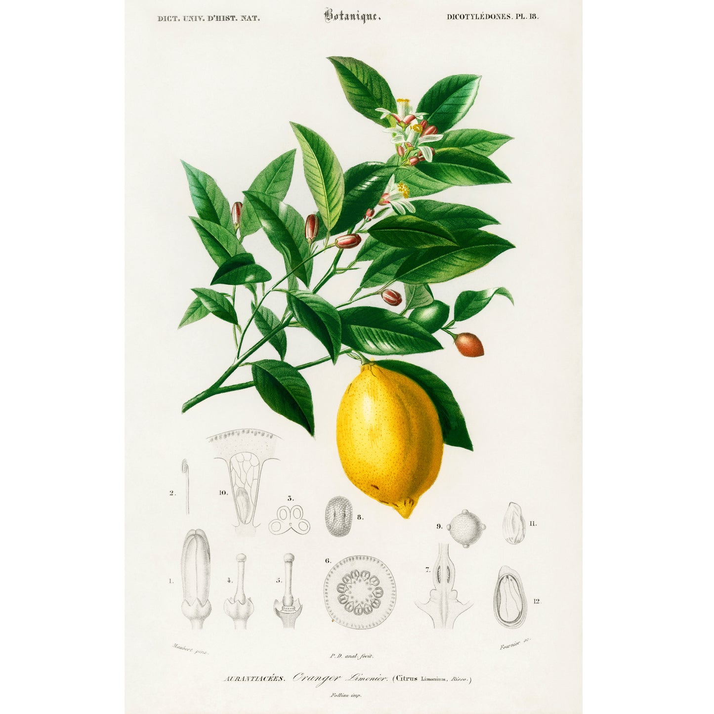 Lemon (Citrus Limonium) Illustration - Giclee Art Print Poster