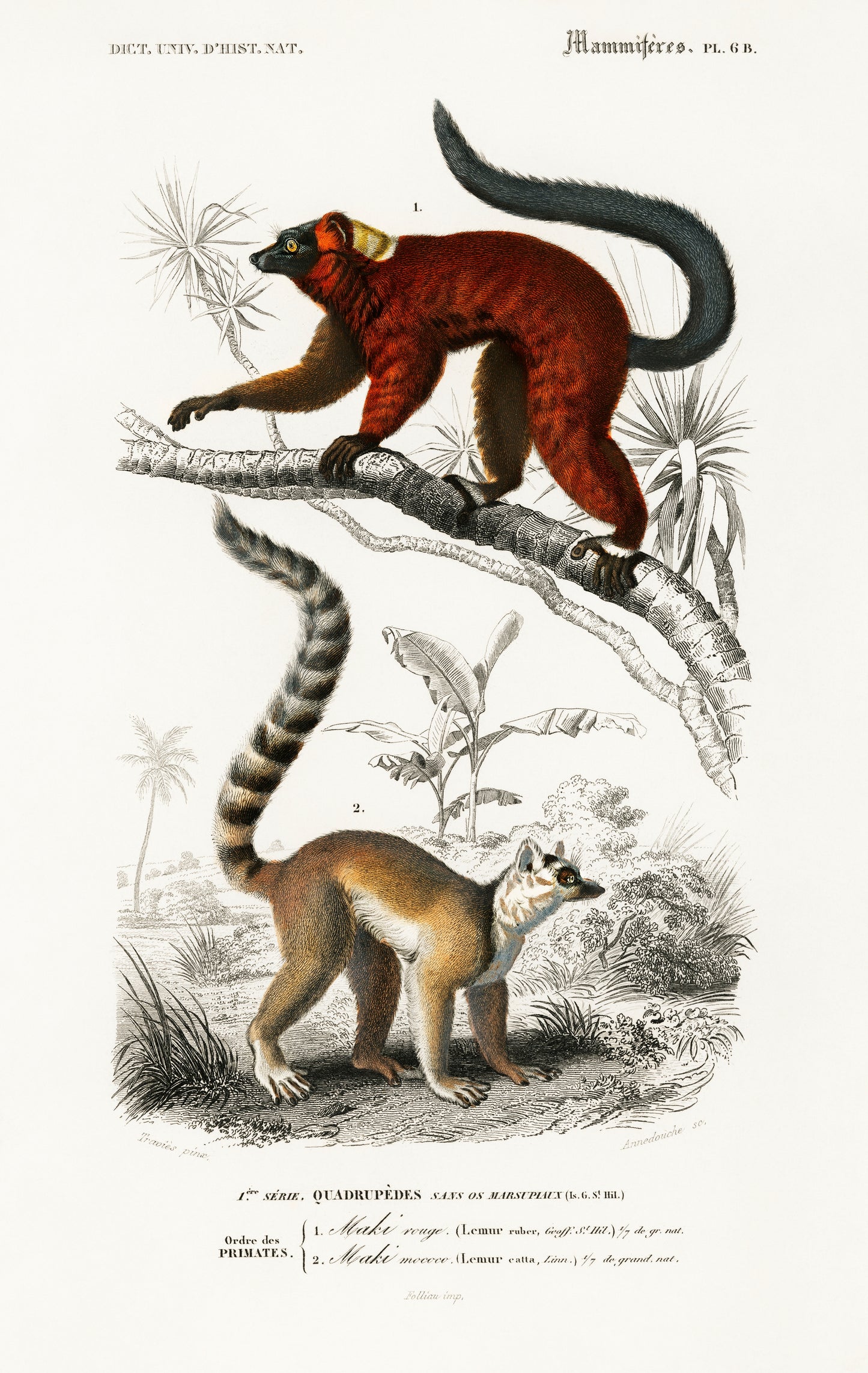 Lemur Illustration - Giclee Art Print Poster