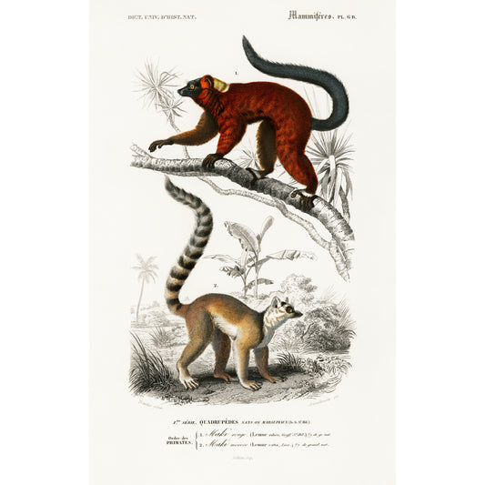 Lemur Illustration - Giclee Art Print Poster