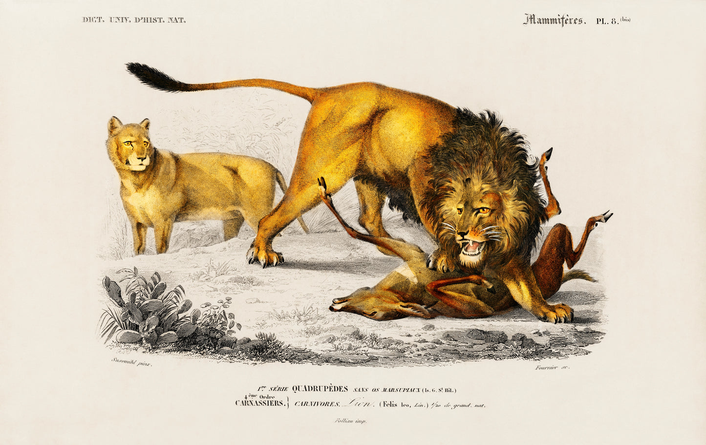 Lion (Panthera Leo) Illustration - Giclee Art Print Poster