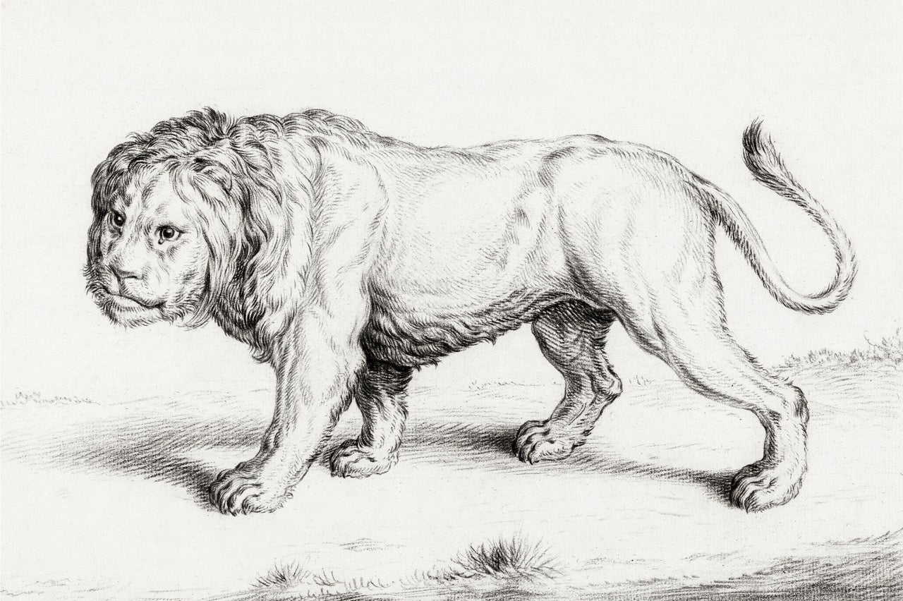 Lion