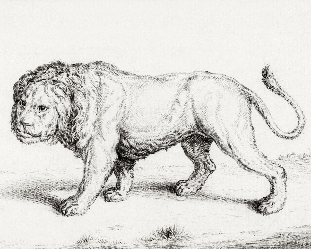 Lion