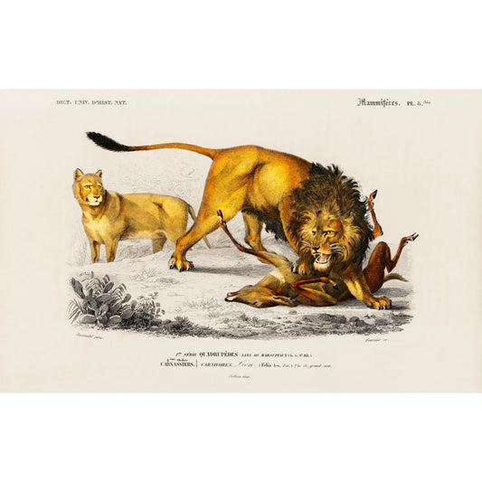 Lion (Panthera Leo) Illustration - Giclee Art Print Poster