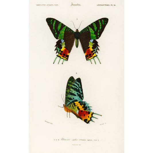 Madagascan Sunset Moth (Urania Riphaeus) Illustration - Giclee Art Print Poster