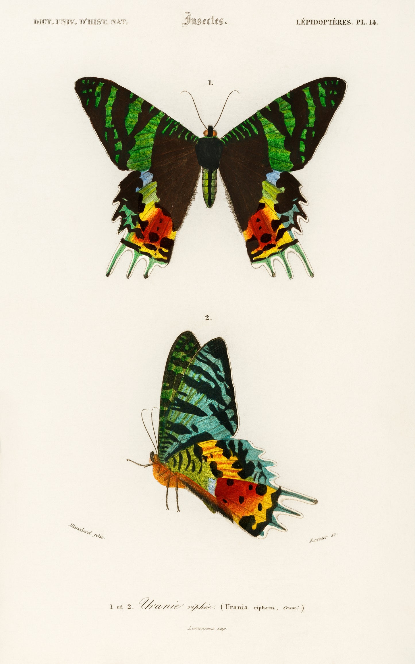 Madagascan Sunset Moth (Urania Riphaeus) Illustration - Giclee Art Print Poster