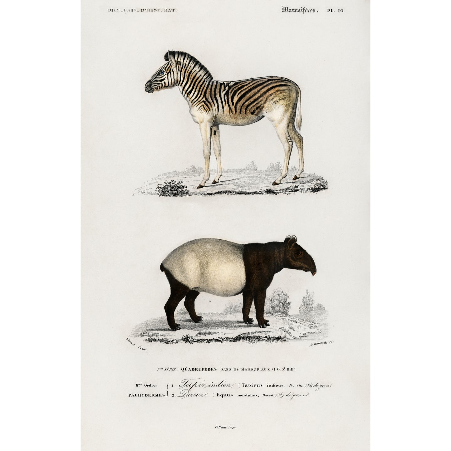 Malayan Tapir (Equus Montanus) and Mountain Zebra (Dauw) Illustration - Giclee Art Print Poster