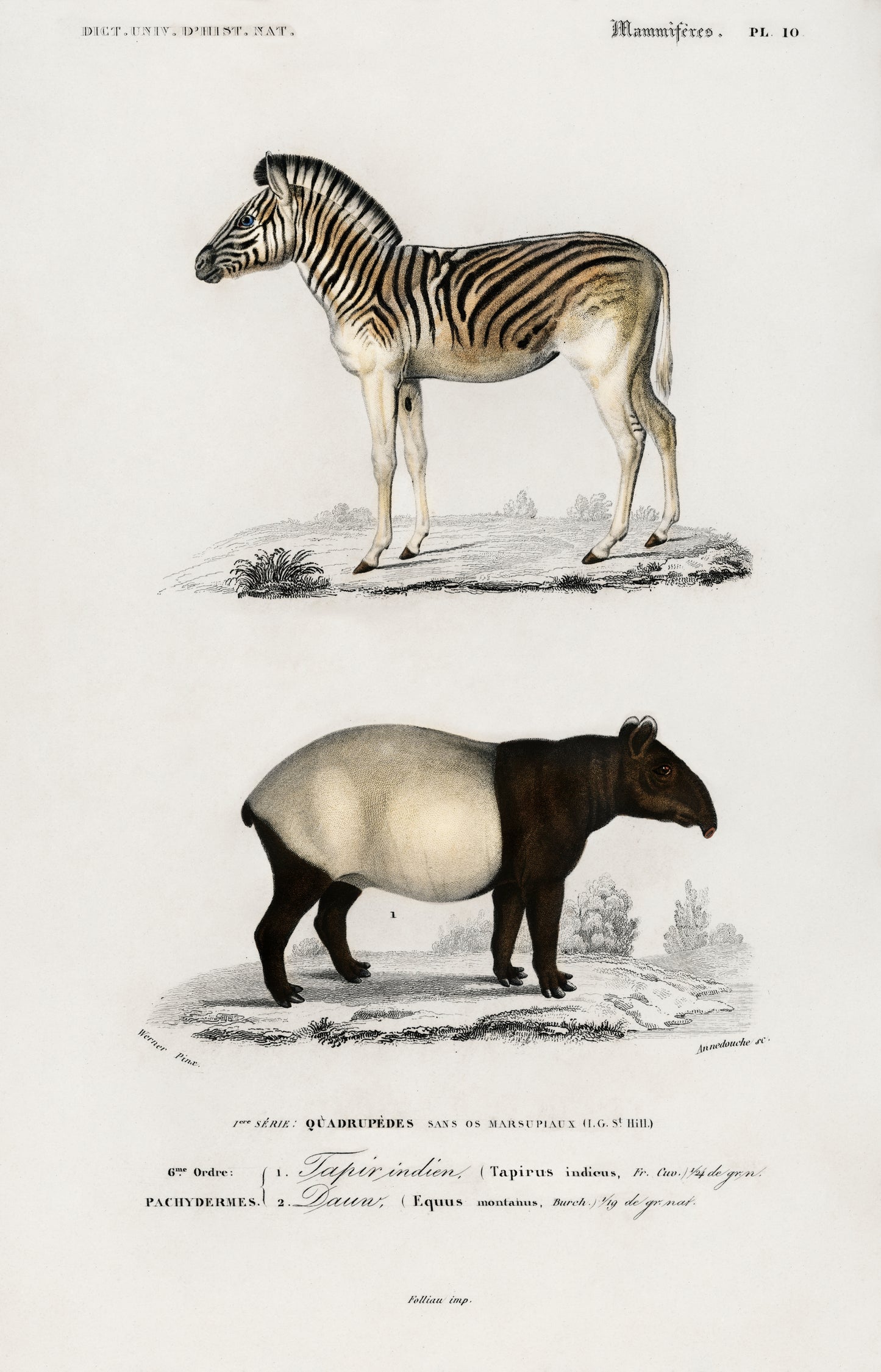 Malayan Tapir (Equus Montanus) and Mountain Zebra (Dauw) Illustration - Giclee Art Print Poster