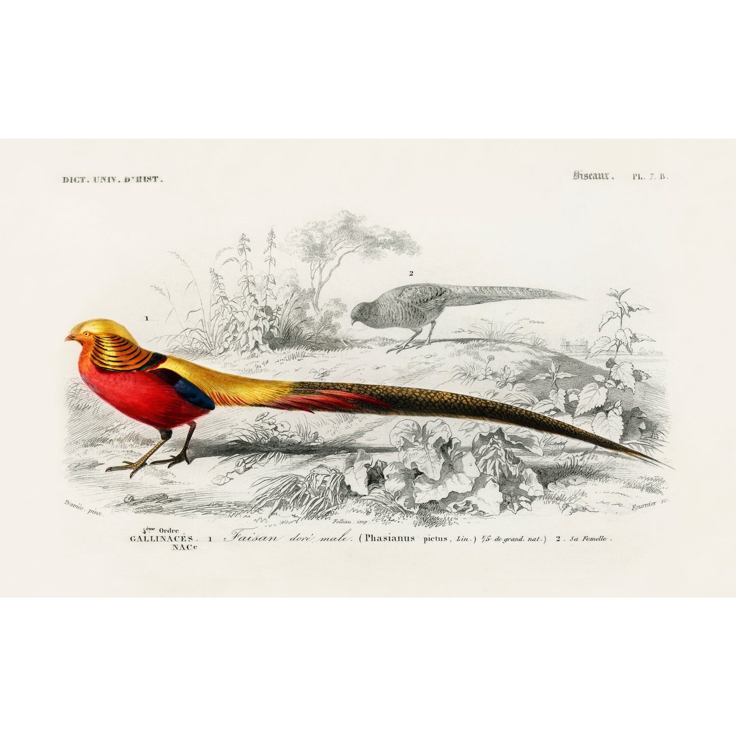 Male Golden Pheasant Illustration - Giclee Art Print Poster