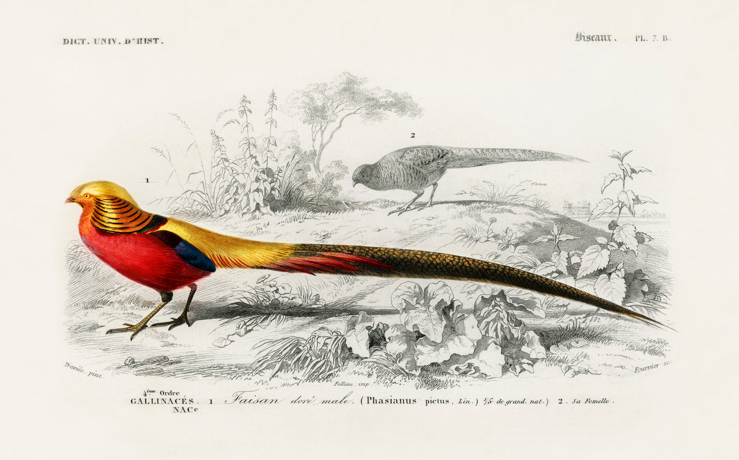 Male Golden Pheasant Illustration - Giclee Art Print Poster