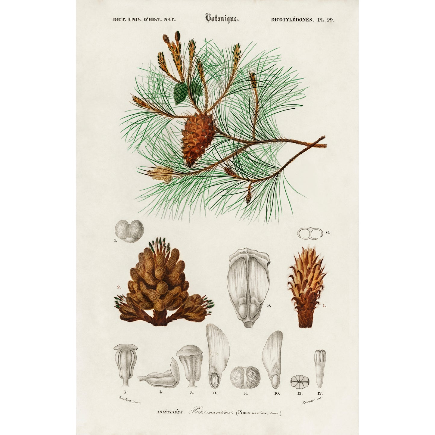 Martime Pine (Pinus Maritima) Illustration - Giclee Art Print Poster