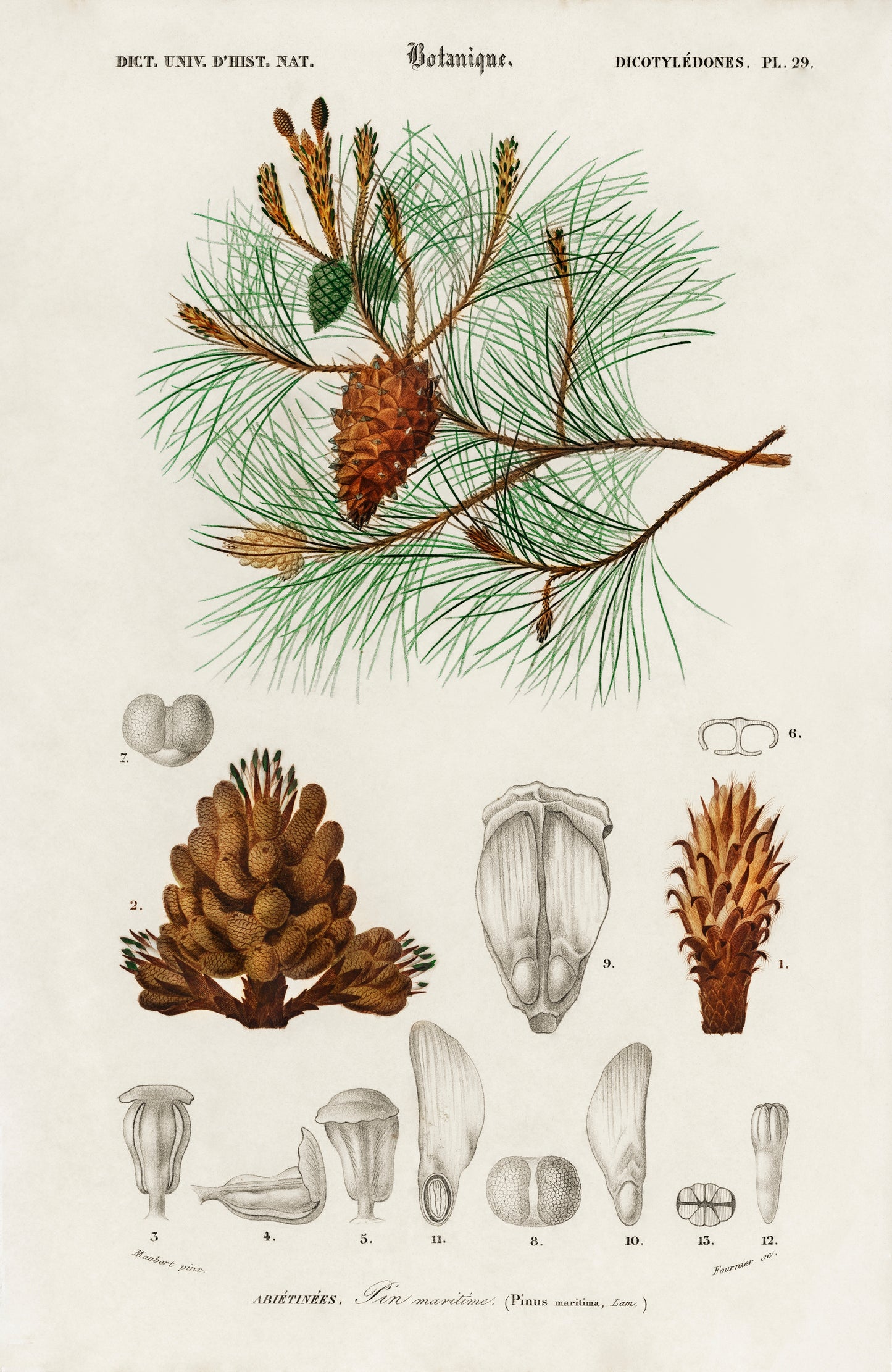 Martime Pine (Pinus Maritima) Illustration - Giclee Art Print Poster