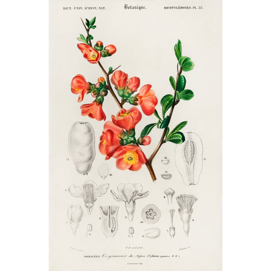 Maule's Quince (Cydonia Japonica) Illustration - Giclee Art Print Poster