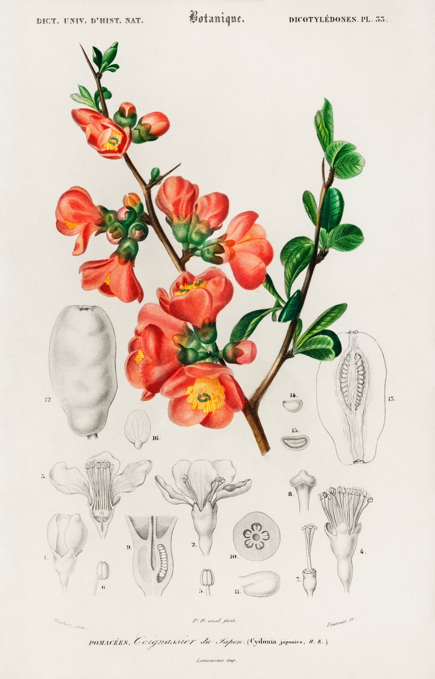 Maule's Quince (Cydonia Japonica) Illustration - Giclee Art Print Poster