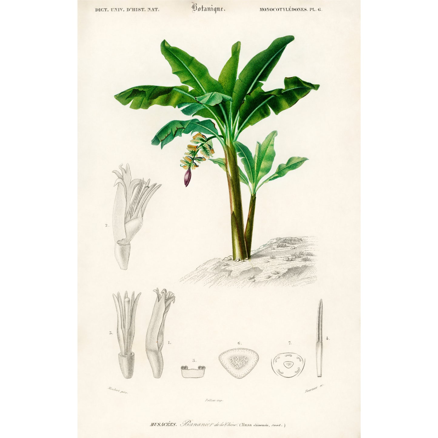 Musa Chinensis Illustration - Giclee Art Print Poster