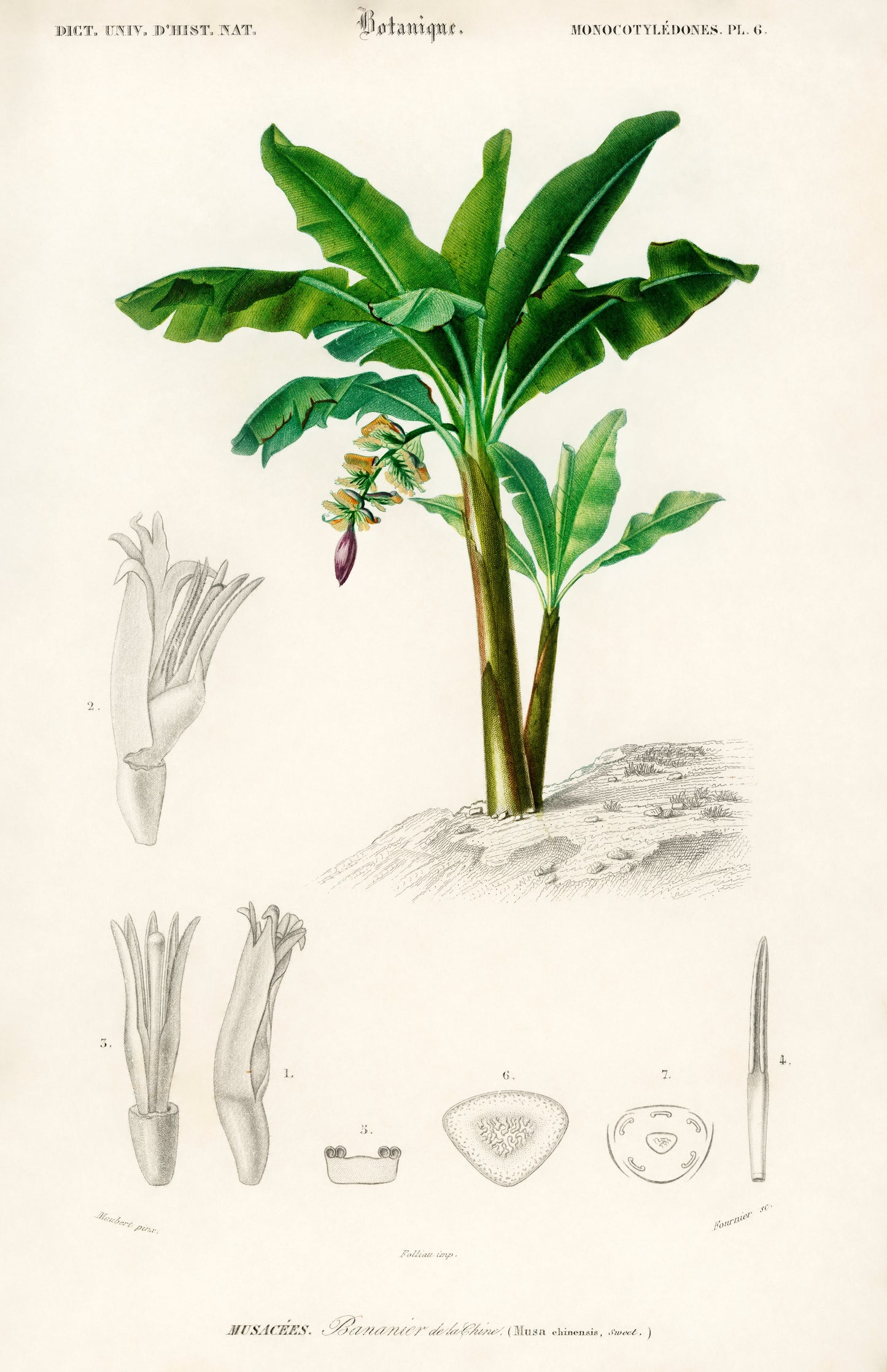 Musa Chinensis Illustration - Giclee Art Print Poster