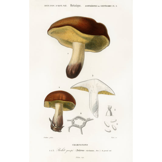 Mushroom (Boletus Circinans) Illustration - Giclee Art Print Poster