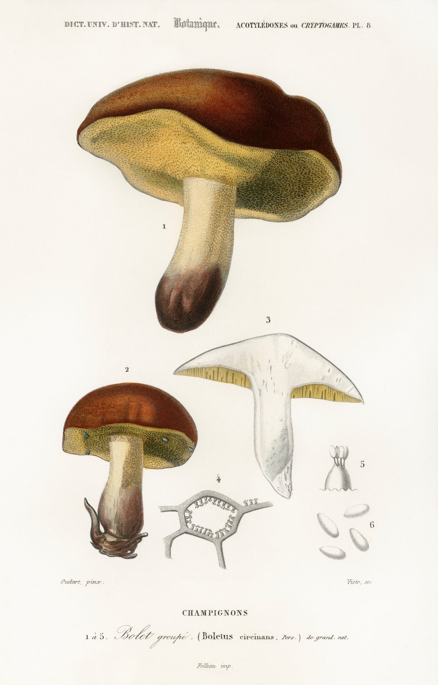 Mushroom (Boletus Circinans) Illustration - Giclee Art Print Poster