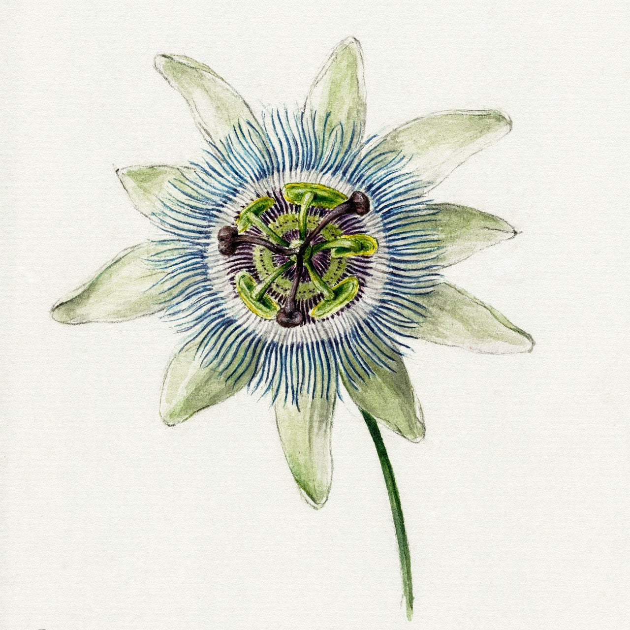 Passion Flower