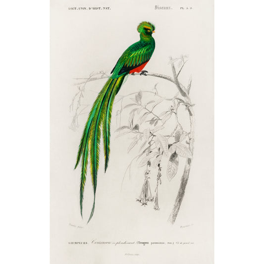 Pavonine Quetzal (Pharomachrus Pavoninus) Illustration - Giclee Art Print Poster