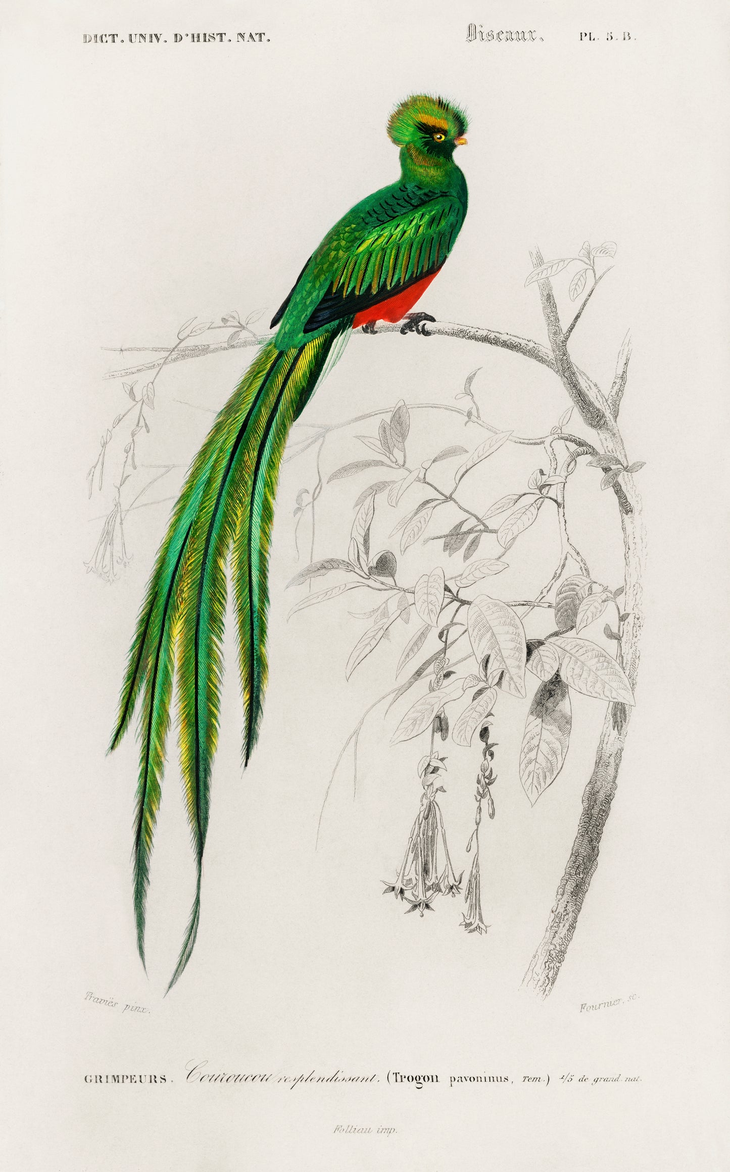 Pavonine Quetzal (Pharomachrus Pavoninus) Illustration - Giclee Art Print Poster