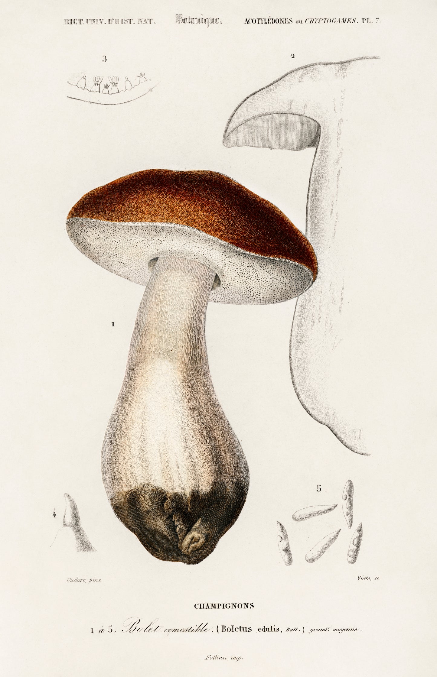 Penny Bun (Boletus Edulis) Illustration - Giclee Art Print Poster