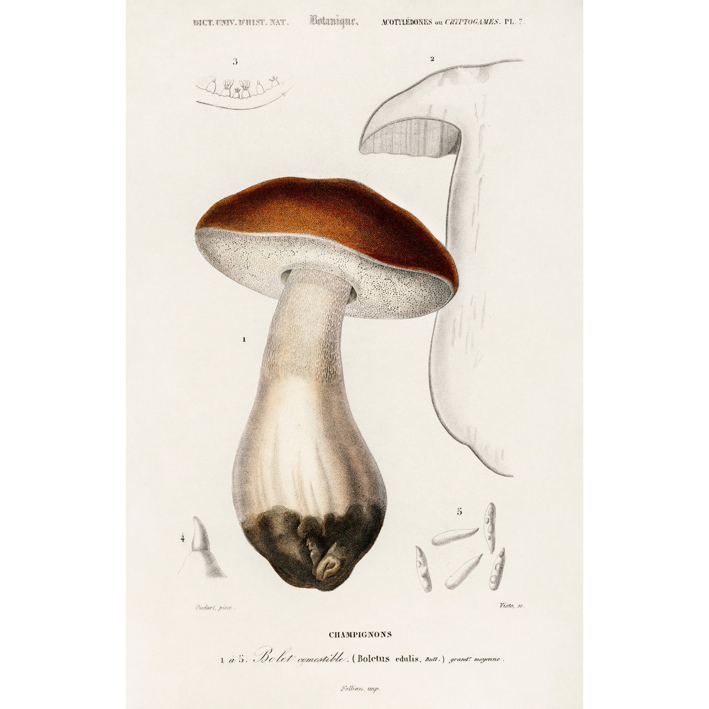 Penny Bun (Boletus Edulis) Illustration - Giclee Art Print Poster