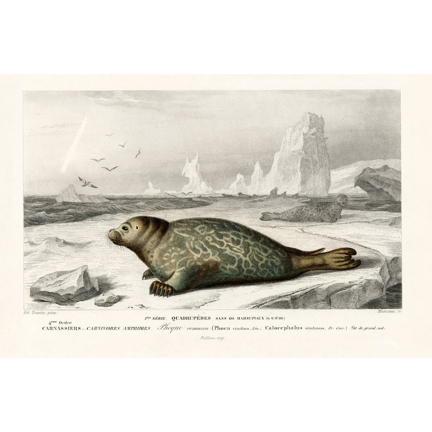 Phoca Illustration - Giclee Art Print Poster