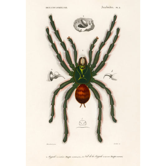 Pinktoe Tarantula (Mygalomorphae) Illustration - Giclee Art Print Poster