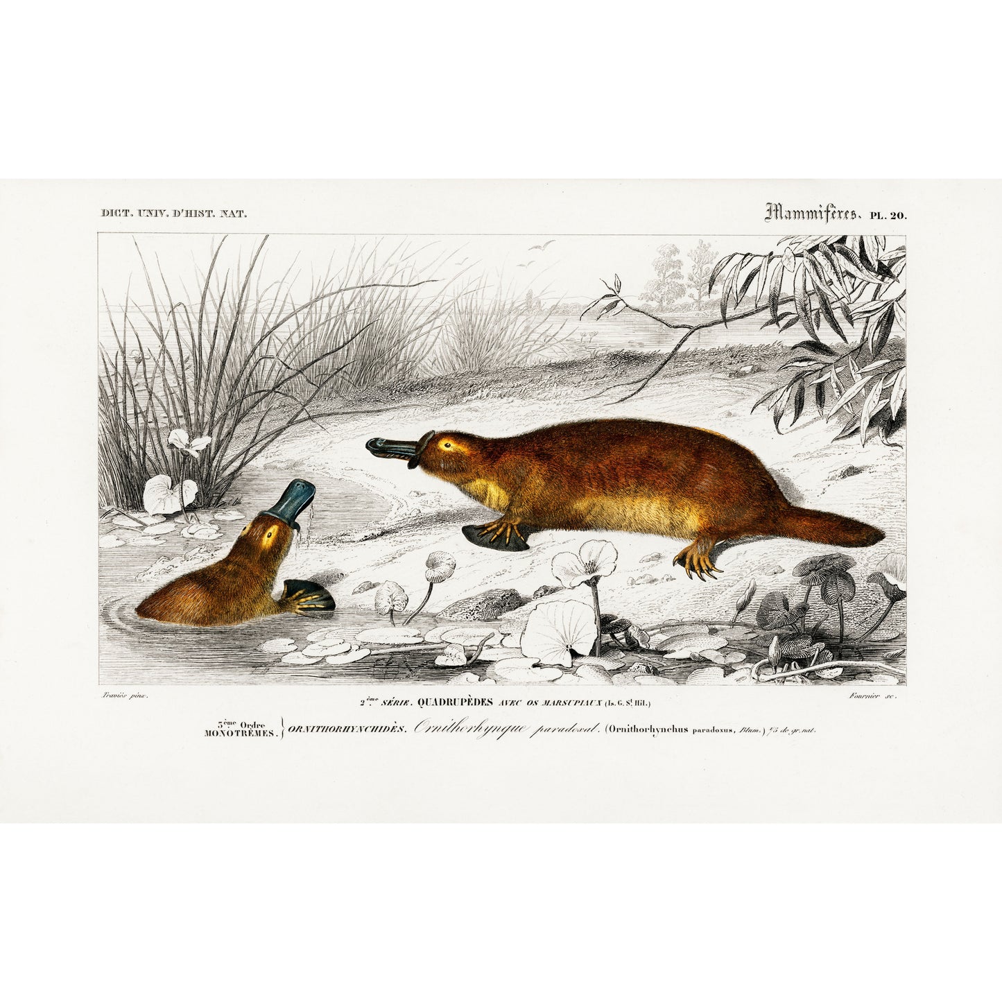 Platypus (Ornithorhynchus Paradoxus) Illustration - Giclee Art Print Poster