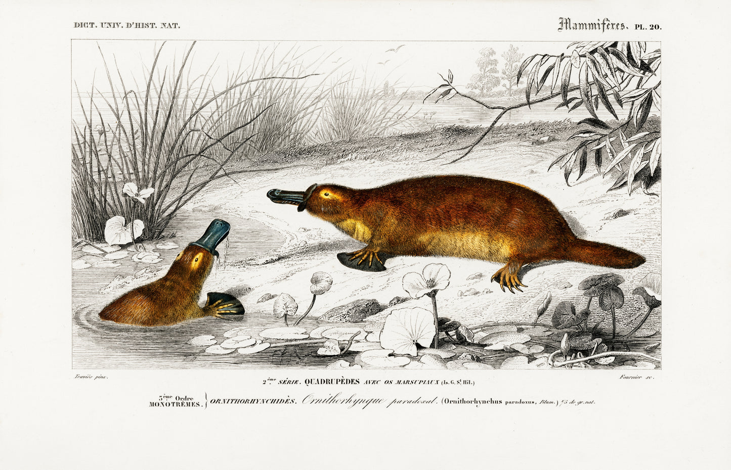 Platypus (Ornithorhynchus Paradoxus) Illustration - Giclee Art Print Poster