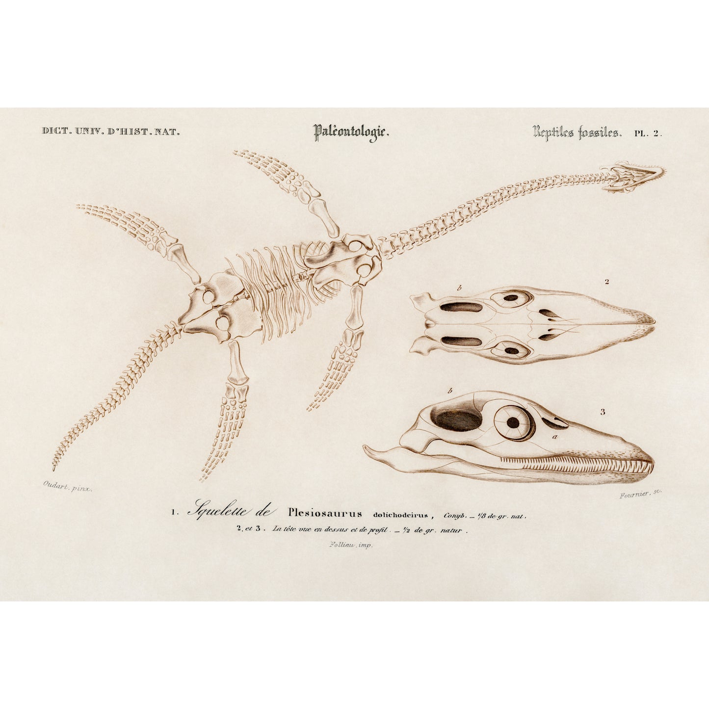 Plesiosaurus Illustration - Giclee Art Print Poster