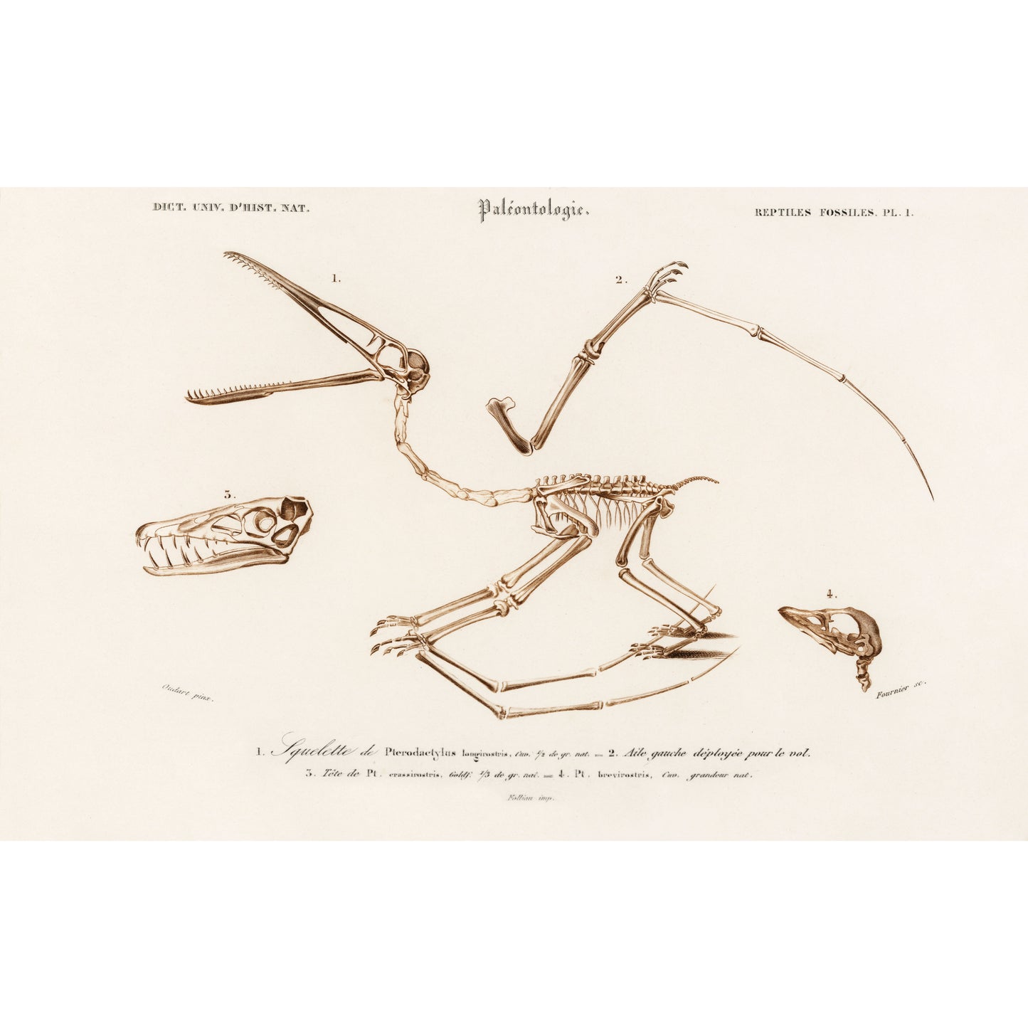 Pterosaur (Pterodactylus) Illustration - Giclee Art Print Poster