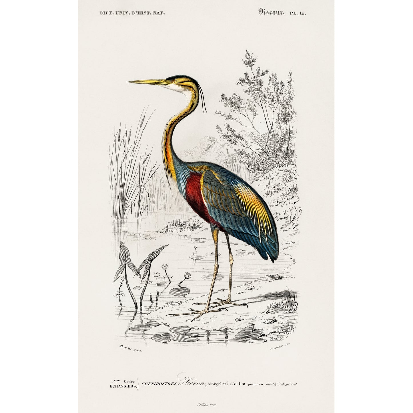 Purple Heron (Ardea Purpurea) Illustration - Giclee Art Print Poster