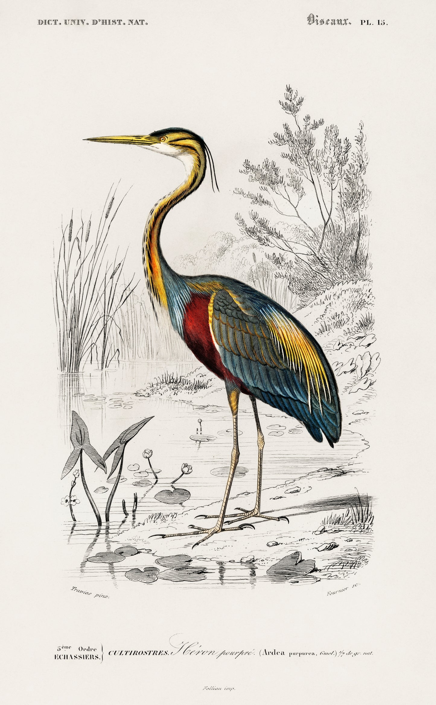 Purple Heron (Ardea Purpurea) Illustration - Giclee Art Print Poster