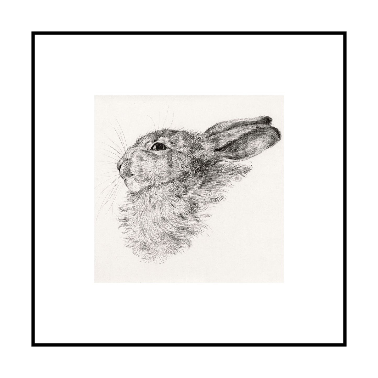 Rabbit Head Drawing