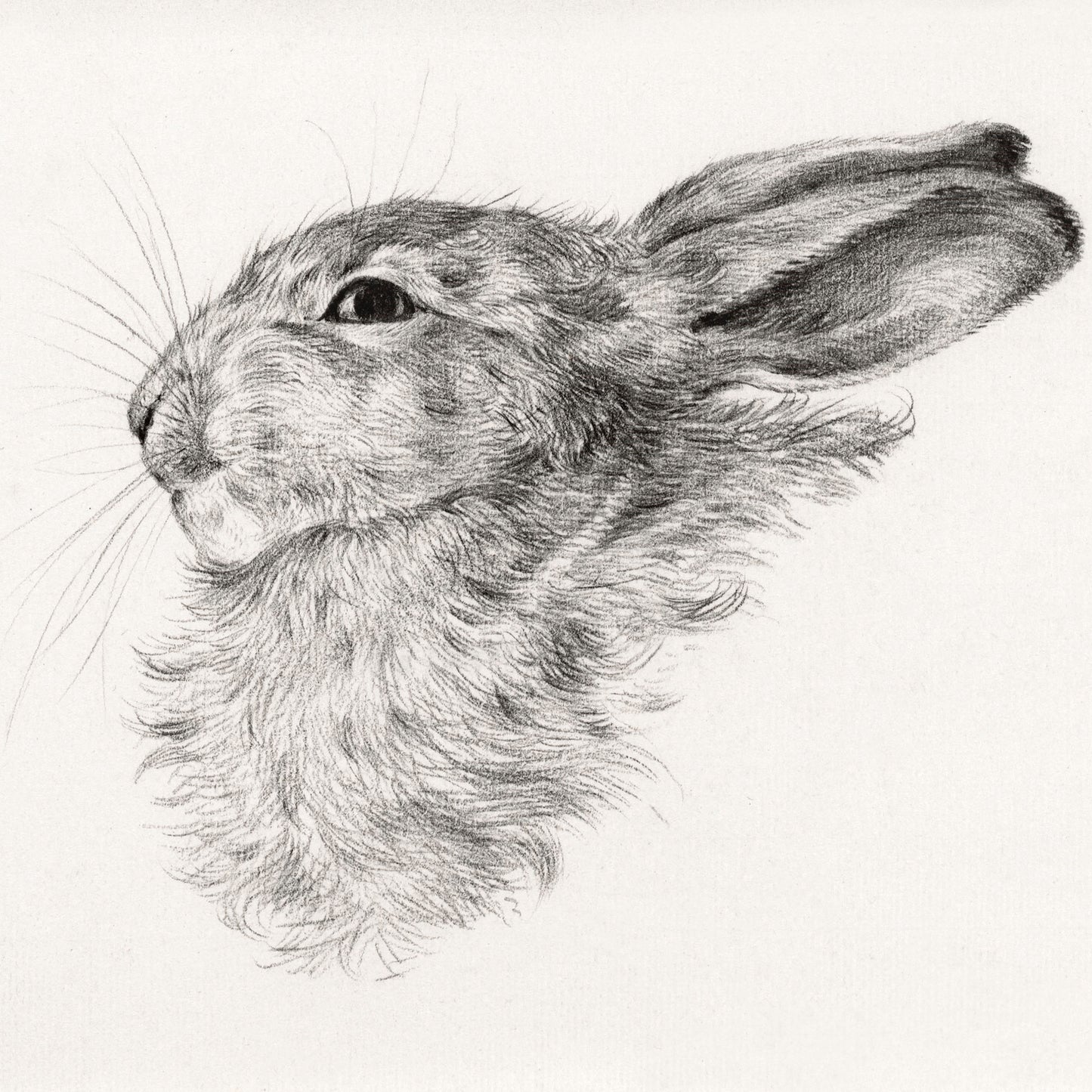 Rabbit Head Drawing