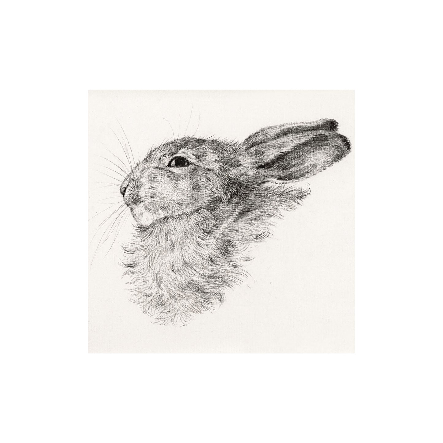 Rabbit Head Drawing