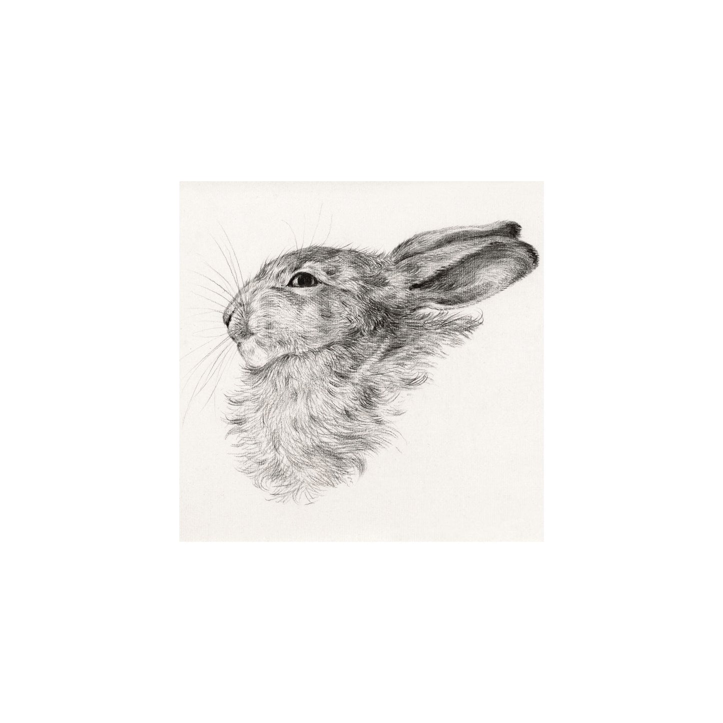 Rabbit Head Drawing