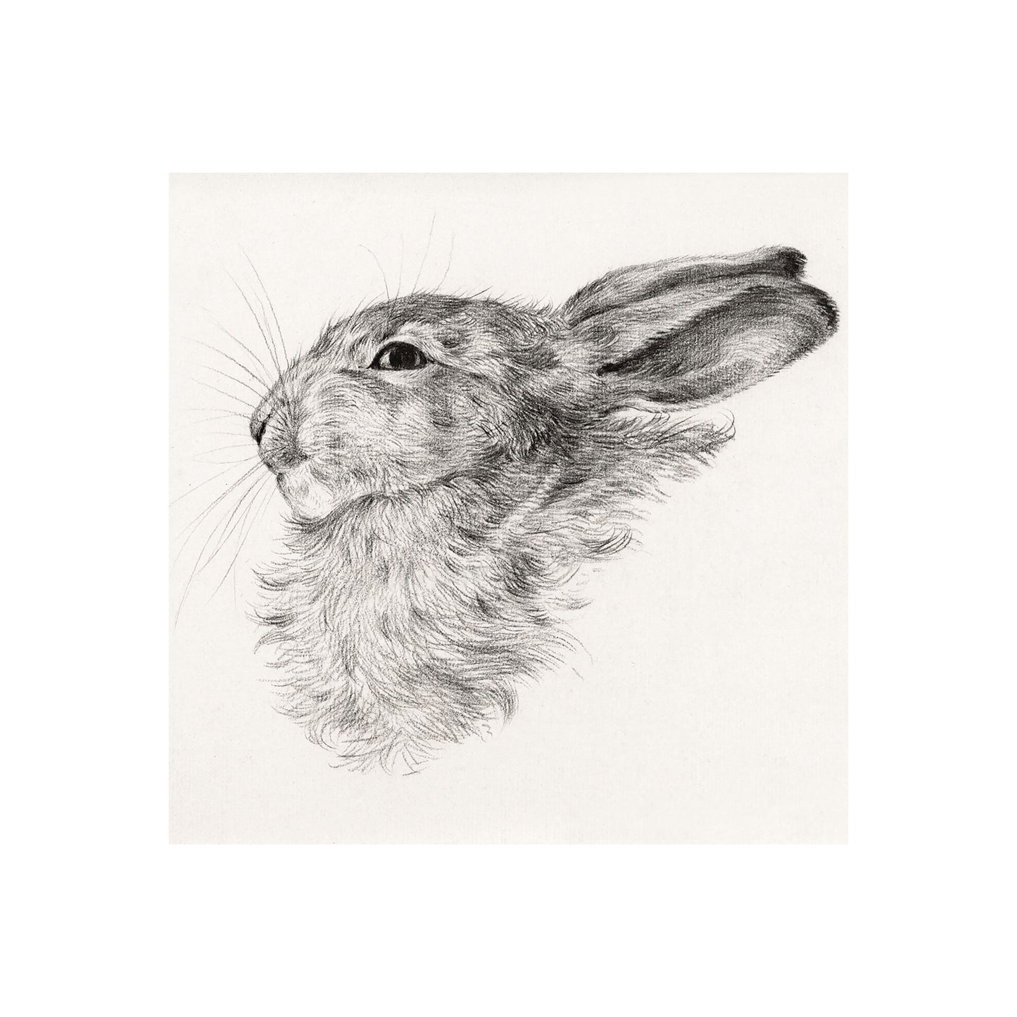 Rabbit Head Drawing